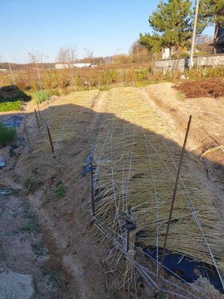 어설픈님의 12월 내 작물 자랑하기 · 참여글 작성글 사진