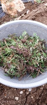 팜모닝 12월 내 작물 자랑하기·참여글 게시글 이미지