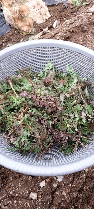 류남열님의 12월 내 작물 자랑하기 · 참여글 작성글 사진