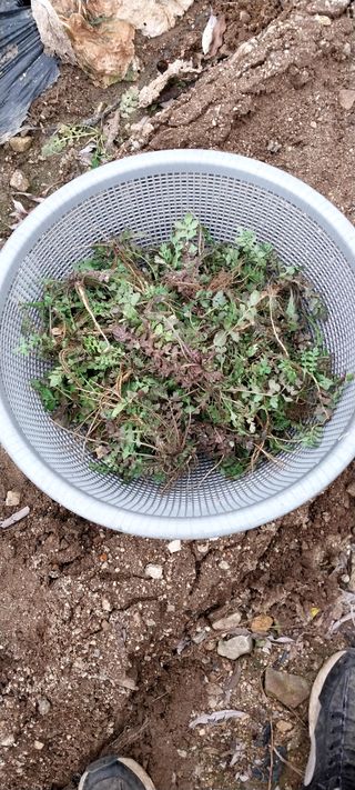 류남열님의 12월 내 작물 자랑하기 · 참여글 작성글 사진