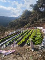 팜모닝 12월 내 작물 자랑하기·참여글 게시글 이미지