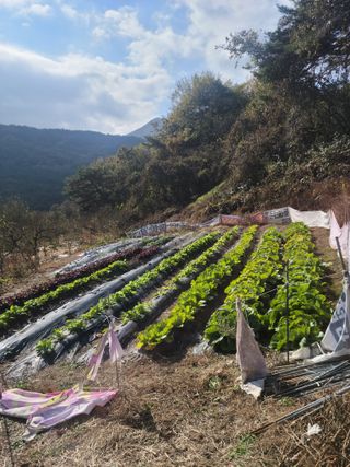 이화영(7629)님의 12월 내 작물 자랑하기 · 참여글 작성글 사진