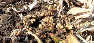 김장수님의 12월 내 작물 자랑하기 · 참여글 작성글 사진