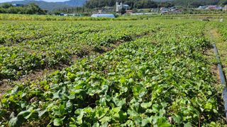 조병대님의 12월 내 작물 자랑하기 · 참여글 작성글 사진