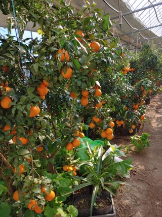 퍼주는황놀부님의 12월 내 작물 자랑하기 · 참여글 작성글 사진