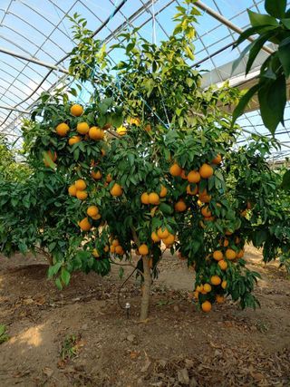 퍼주는황놀부님의 12월 내 작물 자랑하기 · 참여글 작성글 사진