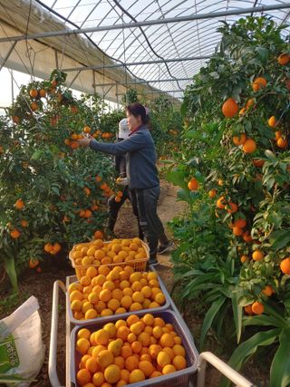 퍼주는황놀부님의 12월 내 작물 자랑하기 · 참여글 작성글 사진