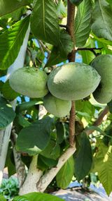 팜모닝 12월 내 작물 자랑하기·참여글 게시글 이미지