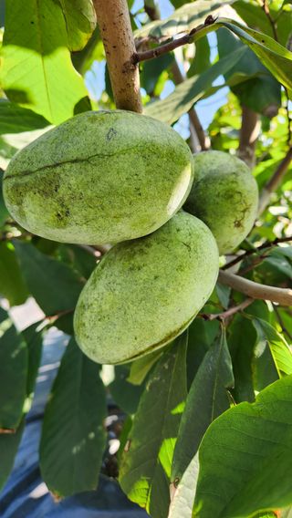 벧엘포포농원님의 12월 내 작물 자랑하기 · 참여글 작성글 사진