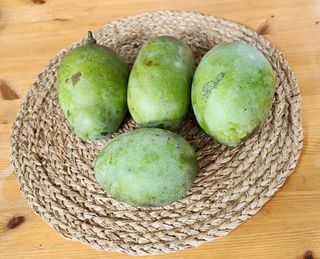 벧엘포포농원님의 12월 내 작물 자랑하기 · 참여글 작성글 사진