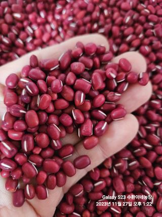 수환이네농장님의 작성글 사진