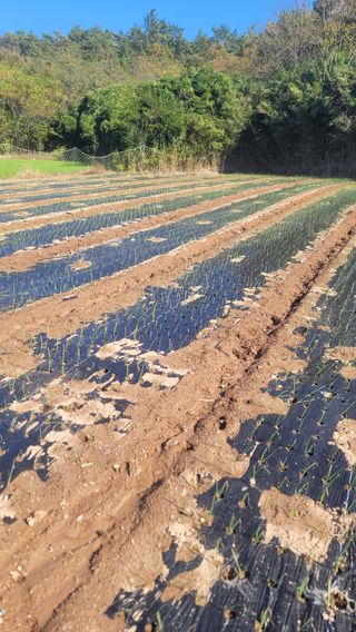 박정석님의 12월 내 작물 자랑하기 · 참여글 작성글 사진