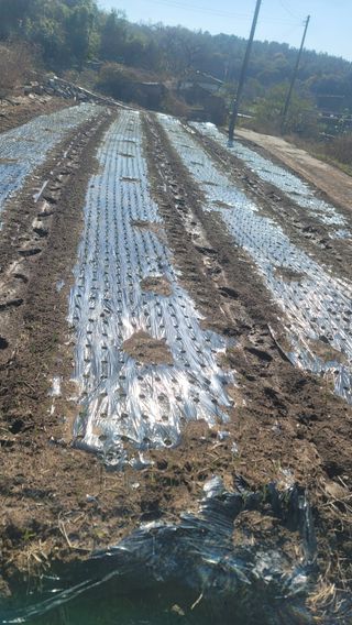 박정석님의 12월 내 작물 자랑하기 · 참여글 작성글 사진