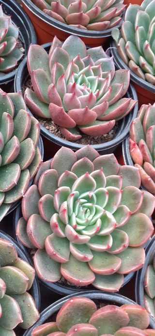 다육이를기르고가꾸는님의 12월 내 작물 자랑하기 · 참여글 작성글 사진