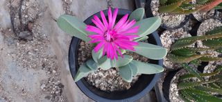 다육이를기르고가꾸는님의 12월 내 작물 자랑하기 · 참여글 작성글 사진