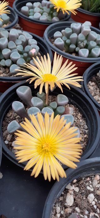 다육이를기르고가꾸는님의 12월 내 작물 자랑하기 · 참여글 작성글 사진