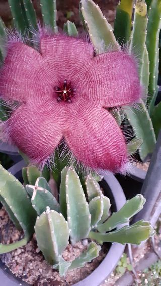 다육이를기르고가꾸는님의 12월 내 작물 자랑하기 · 참여글 작성글 사진