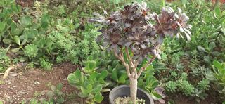 다육이를기르고가꾸는님의 12월 내 작물 자랑하기 · 참여글 작성글 사진