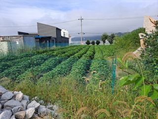 왕초보 고구마님의 12월 내 작물 자랑하기 · 참여글 작성글 사진