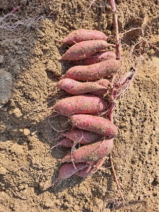 왕초보 고구마님의 12월 내 작물 자랑하기 · 참여글 작성글 사진