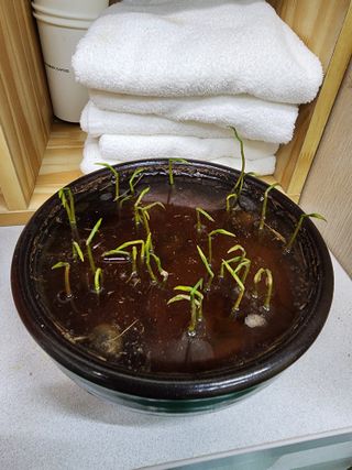 김명식 님의 12월 내 작물 자랑하기 · 참여글 작성글 사진