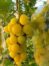 팜모닝 · 게시글 이미지