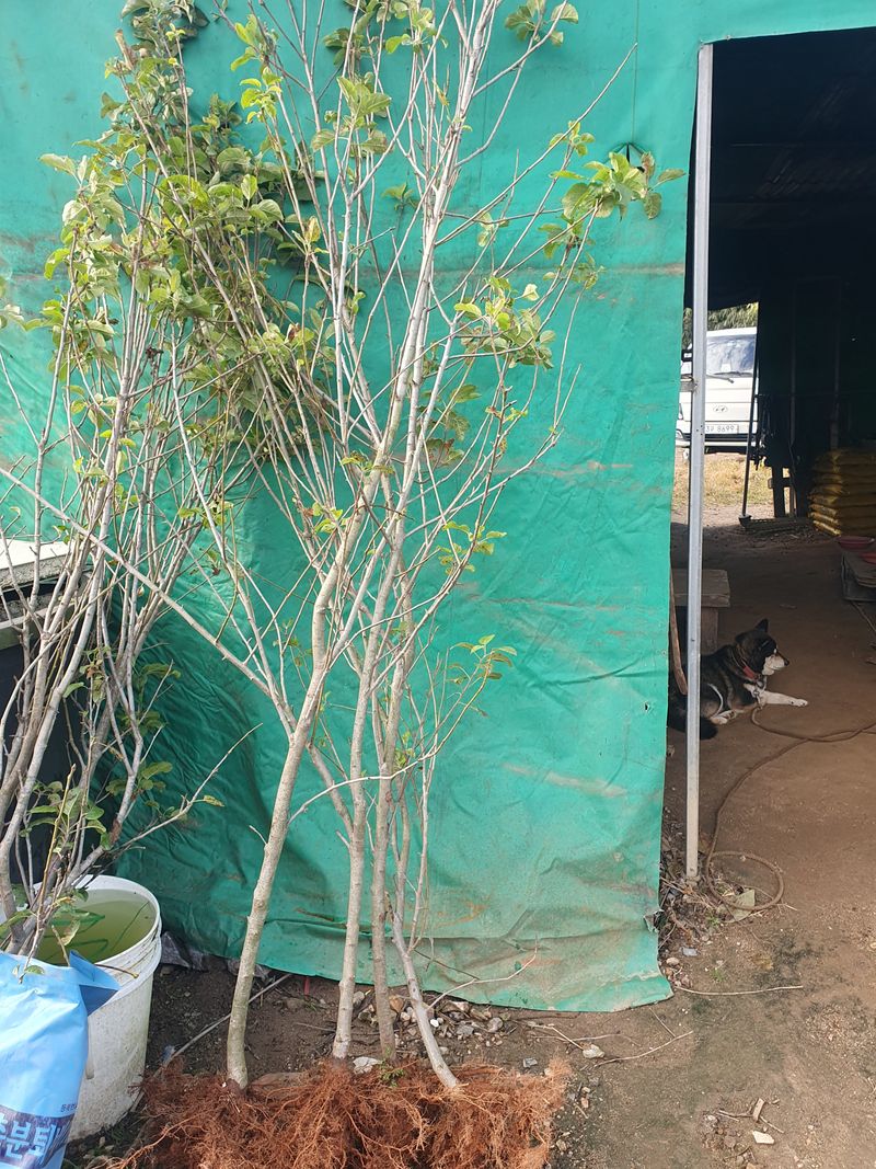 오대원님의 장터 판매 상품 [루비에스사과 수퍼복분자 블랙 베리 왜성호두 묘목 포도 7종 판매합니다 ] 첨부 사진