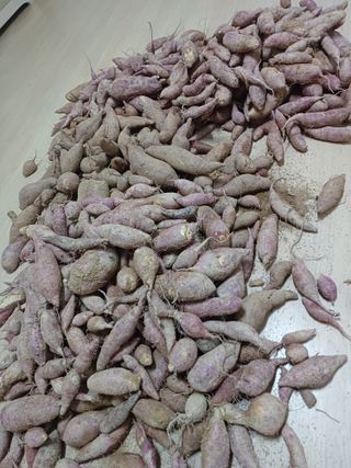 김명중님의 12월 내 작물 자랑하기 · 참여글 작성글 사진