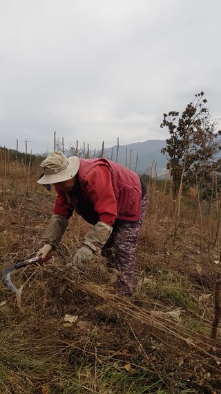 두릅 엄나무노지님의 12월 내 작물 자랑하기 · 참여글 작성글 사진