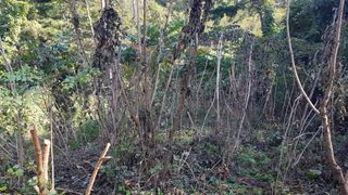 두릅 엄나무노지님의 12월 내 작물 자랑하기 · 참여글 작성글 사진