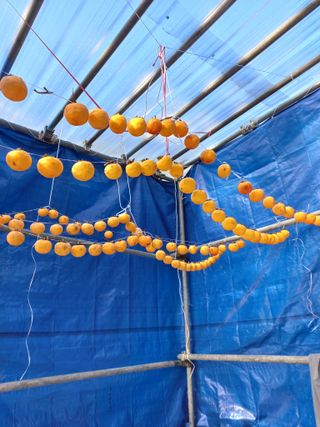 성낙신 님의 12월 내 작물 자랑하기 · 참여글 작성글 사진