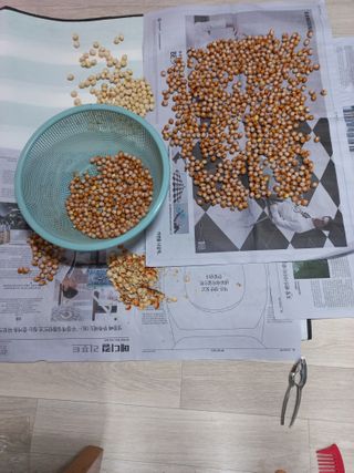 성낙신 님의 12월 내 작물 자랑하기 · 참여글 작성글 사진