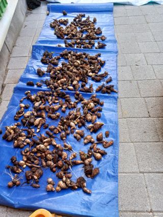 성낙신 님의 12월 내 작물 자랑하기 · 참여글 작성글 사진