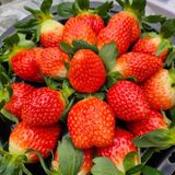 팜모닝 12월 내 작물 자랑하기·참여글 게시글 이미지