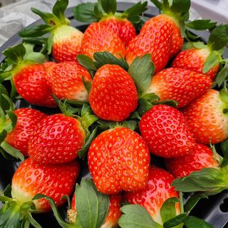 달구딸기님의 12월 내 작물 자랑하기 · 참여글 작성글 사진