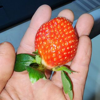 달구딸기님의 12월 내 작물 자랑하기 · 참여글 작성글 사진