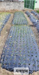 팜모닝 12월 내 작물 자랑하기·참여글 게시글 이미지