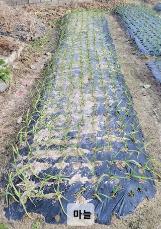 김중언님의 12월 내 작물 자랑하기 · 참여글 작성글 사진