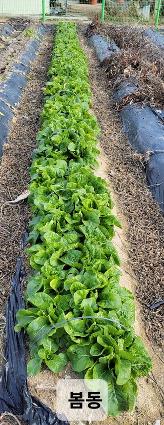 김중언님의 12월 내 작물 자랑하기 · 참여글 작성글 사진