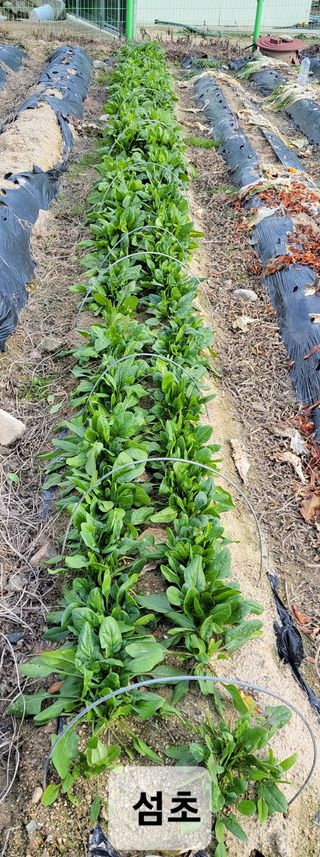 김중언님의 12월 내 작물 자랑하기 · 참여글 작성글 사진