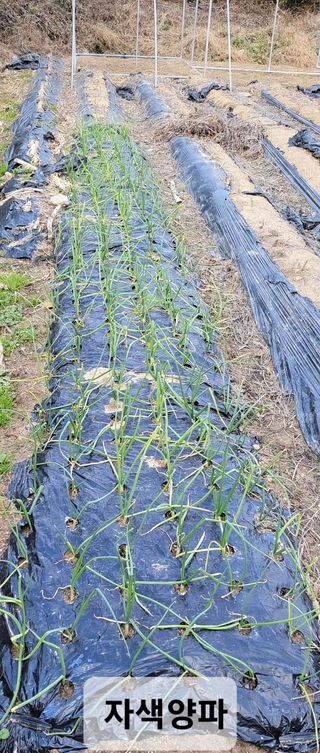 김중언님의 12월 내 작물 자랑하기 · 참여글 작성글 사진