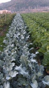 팜모닝 12월 내 작물 자랑하기·참여글 게시글 이미지