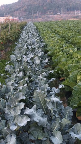 해촌(서정술)님의 12월 내 작물 자랑하기 · 참여글 작성글 사진