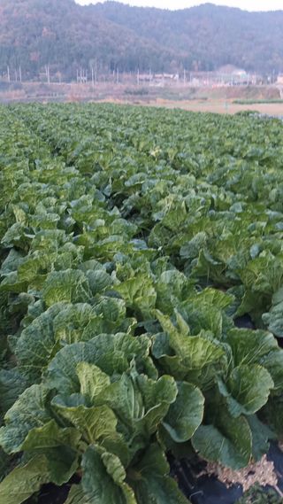 해촌(서정술)님의 12월 내 작물 자랑하기 · 참여글 작성글 사진