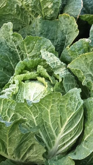 해촌(서정술)님의 12월 내 작물 자랑하기 · 참여글 작성글 사진