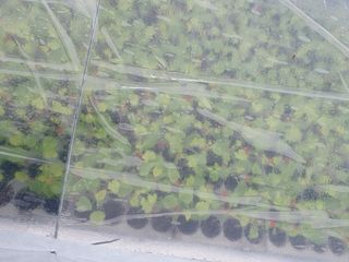 미소농원님의 12월 내 작물 자랑하기 · 참여글 작성글 사진