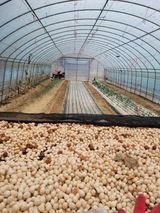 팜모닝 12월 내 작물 자랑하기·참여글 게시글 이미지