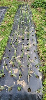 팜모닝 12월 내 작물 자랑하기·참여글 게시글 이미지