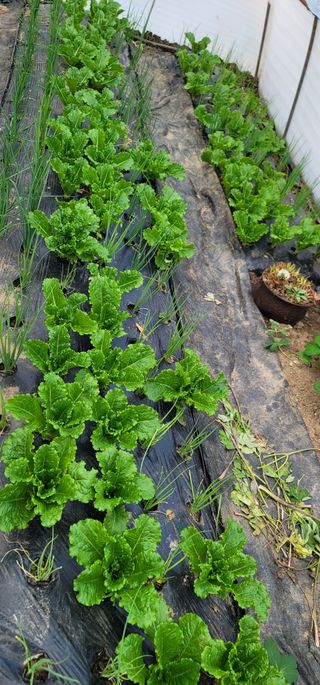 삼례텃밭지기님의 12월 내 작물 자랑하기 · 참여글 작성글 사진