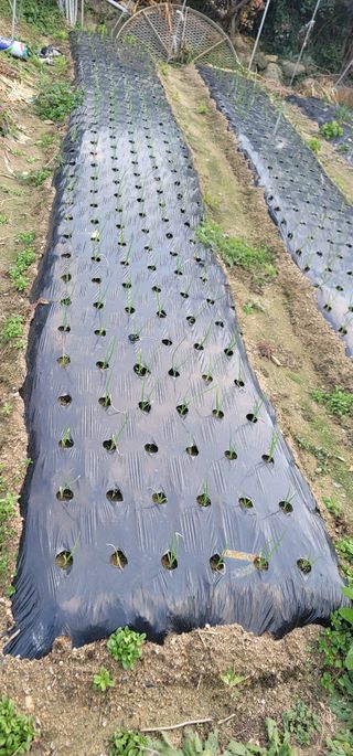 삼례텃밭지기님의 12월 내 작물 자랑하기 · 참여글 작성글 사진